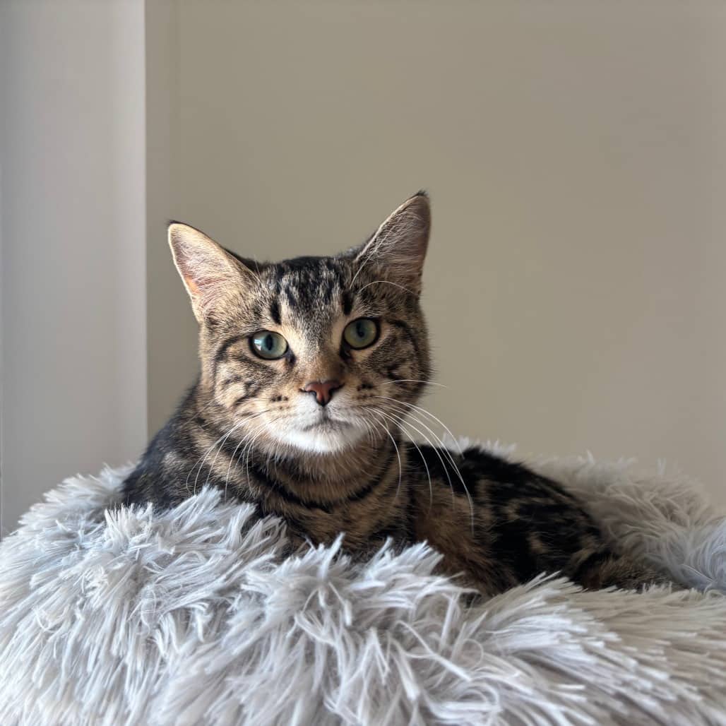 Roast - Domestic Shorthair cat available for adoption at SPCA Swift Current in Swift Current