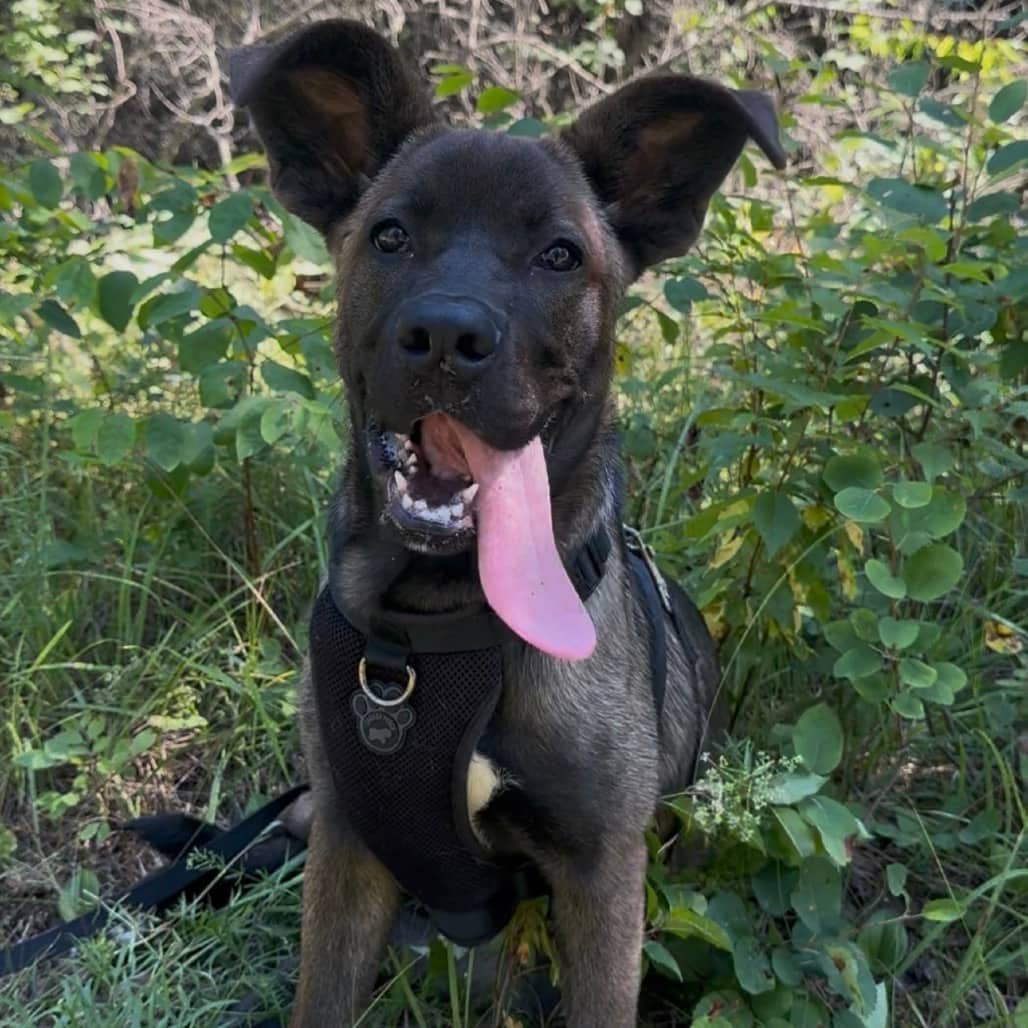 Dumbo - Mixed Breed (Large) available for adoption in Saskatchewan