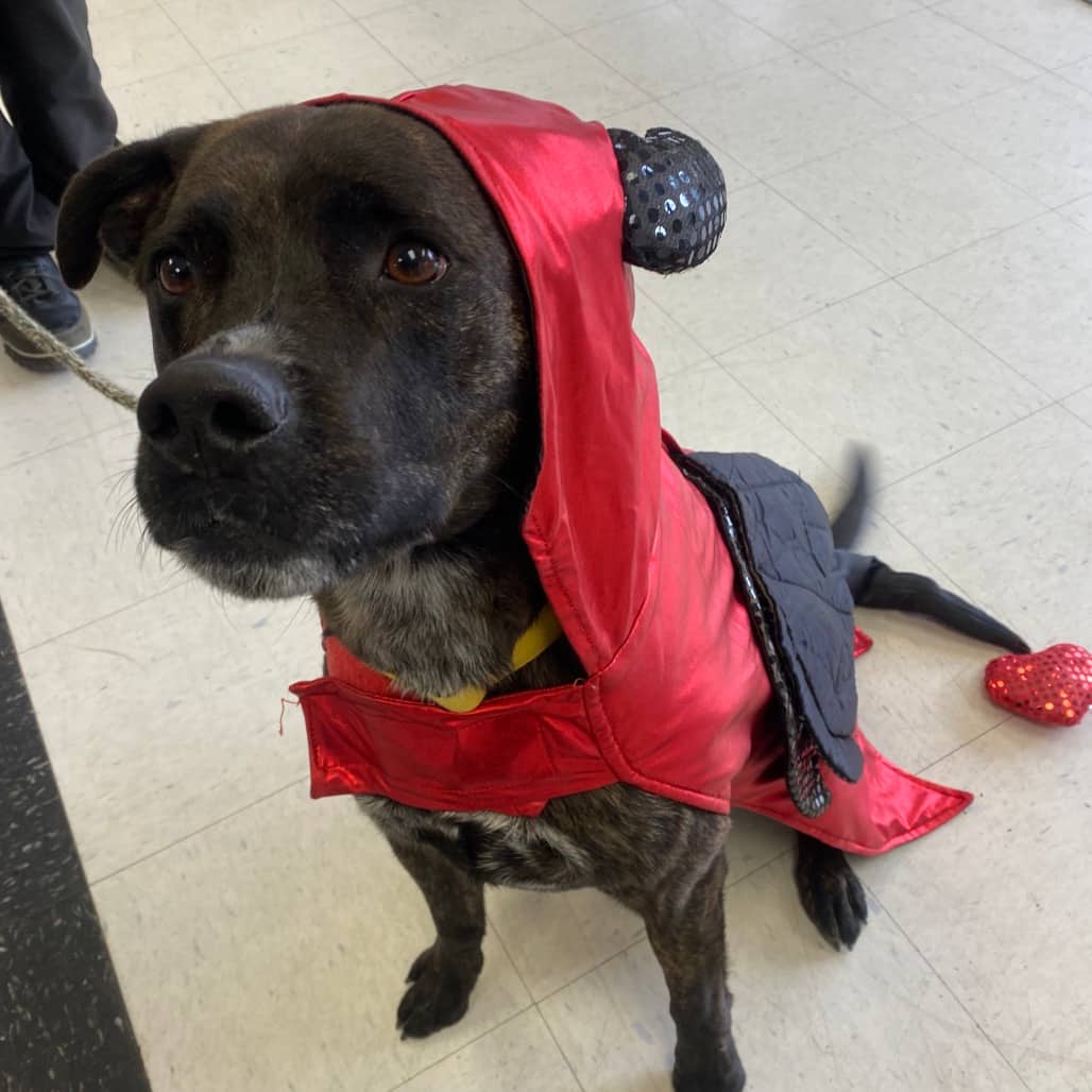 Callie - Terrier, American Staffordshire / Mixed Breed (Medium) available for adoption in Saskatchewan