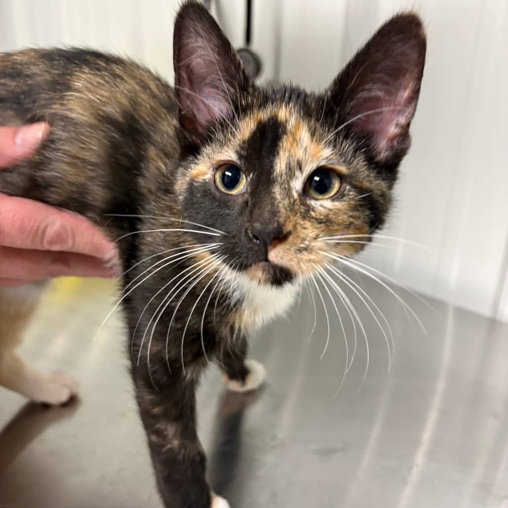 Spice - Domestic Shorthair cat available for adoption at North East SPCA in Melfort