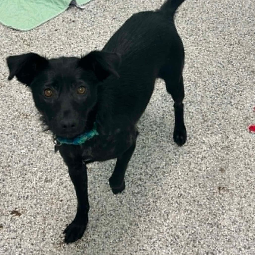 Ocean - Mixed Breed (Small) available for adoption at Saskatoon SPCA in Saskatoon