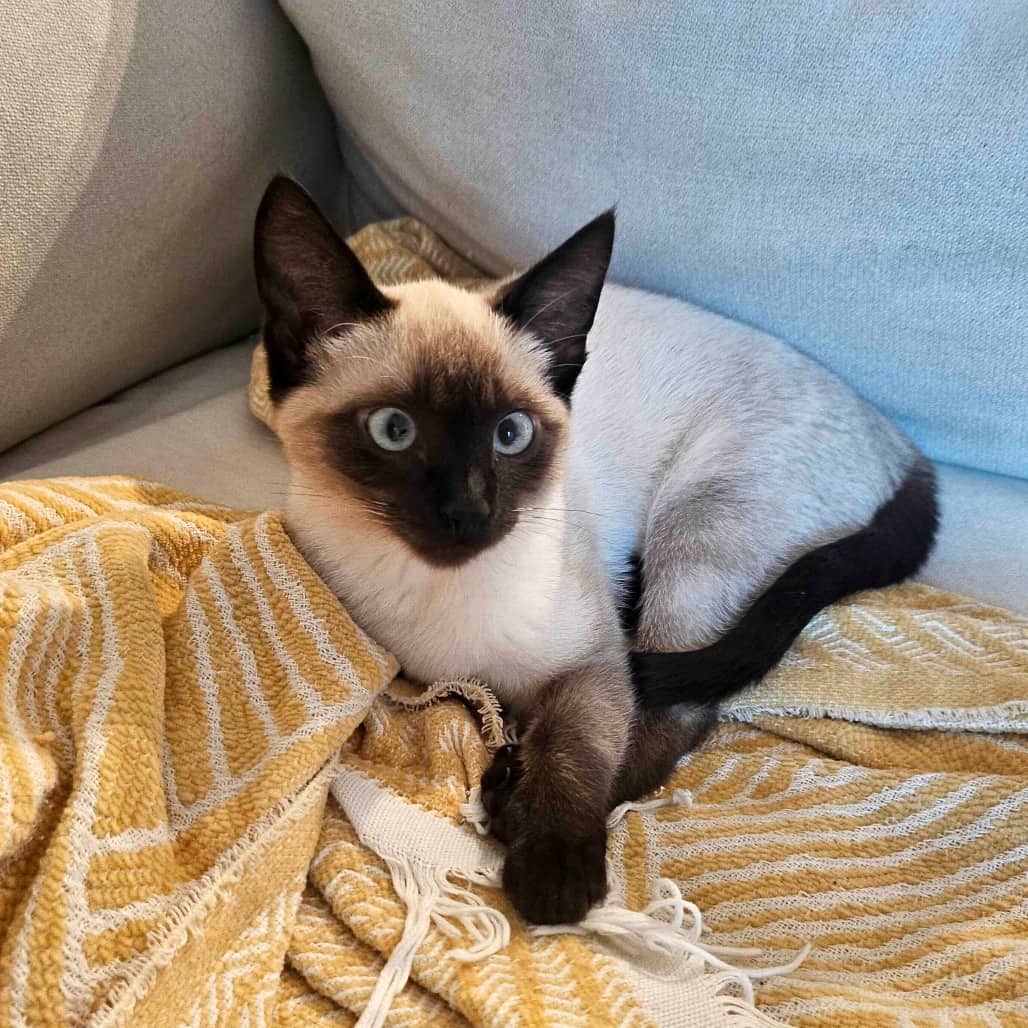 Lily - Domestic Shorthair cat available for adoption at Vancouver Orphan Kitten Rescue Association in Vancouver