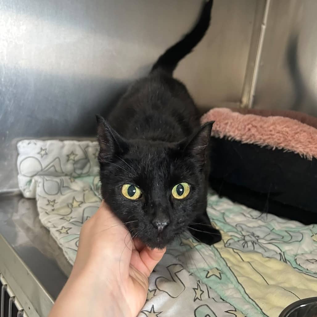 Binx - Domestic Shorthair cat available for adoption at SCARS in Edmonton