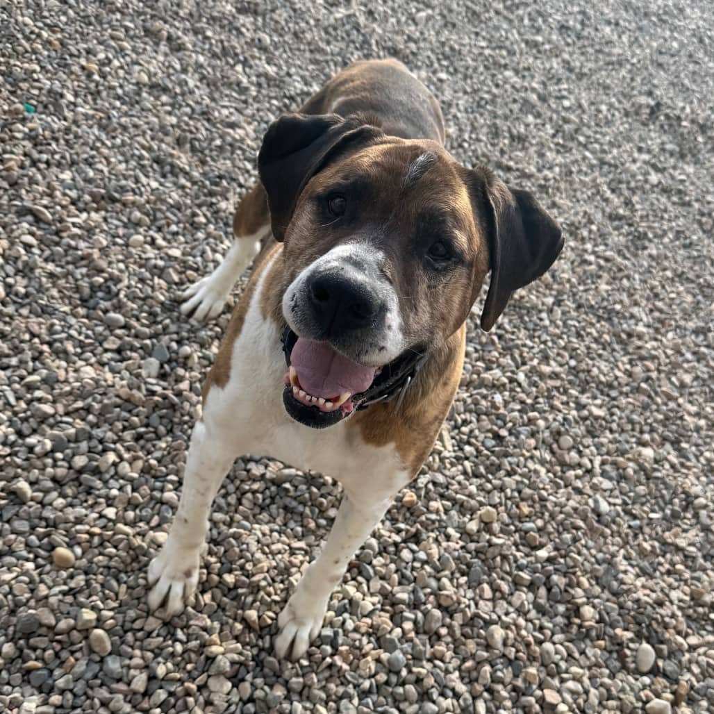 Lucky - Boxer / None available for adoption at Battlefords Humane Society in North Battleford