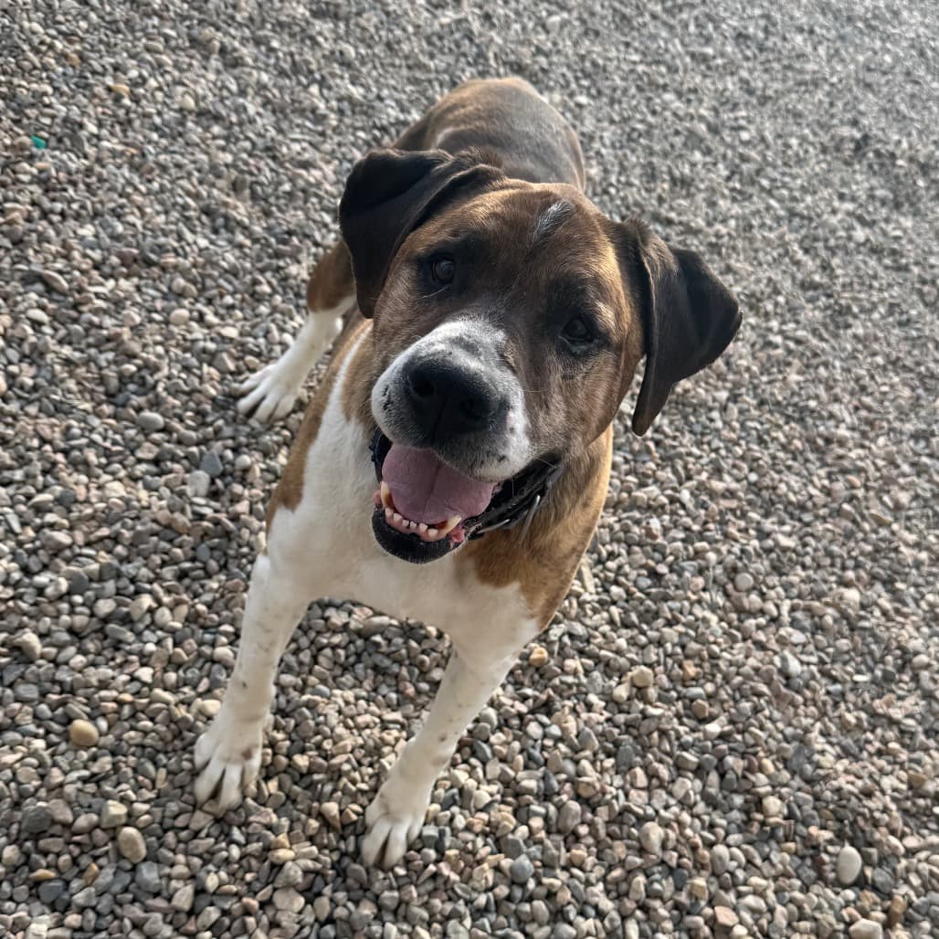 Lucky - Boxer / None available for adoption in Saskatchewan