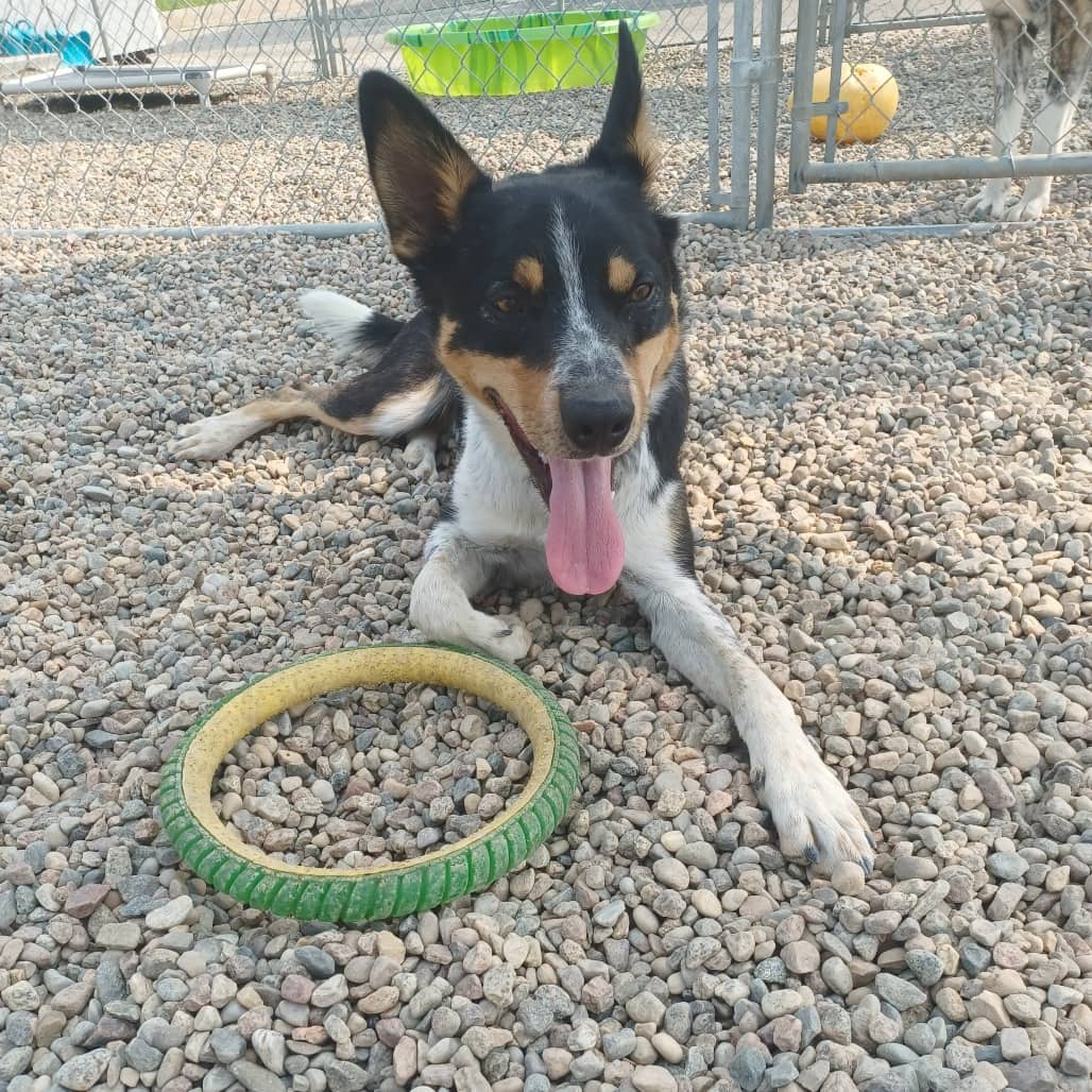 Digger - Cattle Dog / Collie, Border available for adoption in Saskatchewan