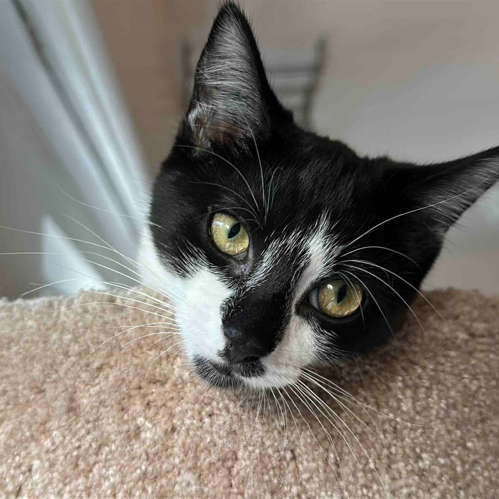 Beatrice - Domestic Shorthair cat available for adoption at Vancouver Orphan Kitten Rescue Association in Vancouver