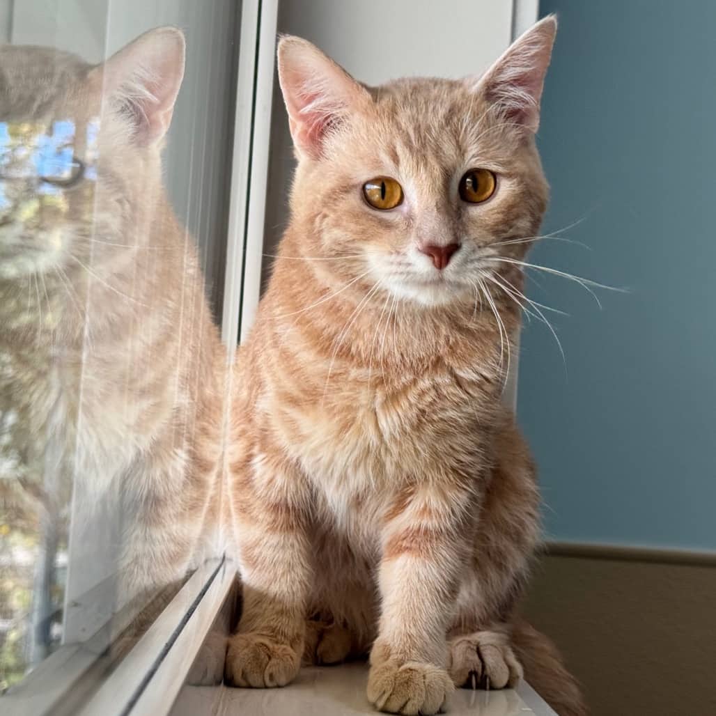 Trip - Domestic Shorthair cat available for adoption at Prince Albert SPCA in Prince Albert