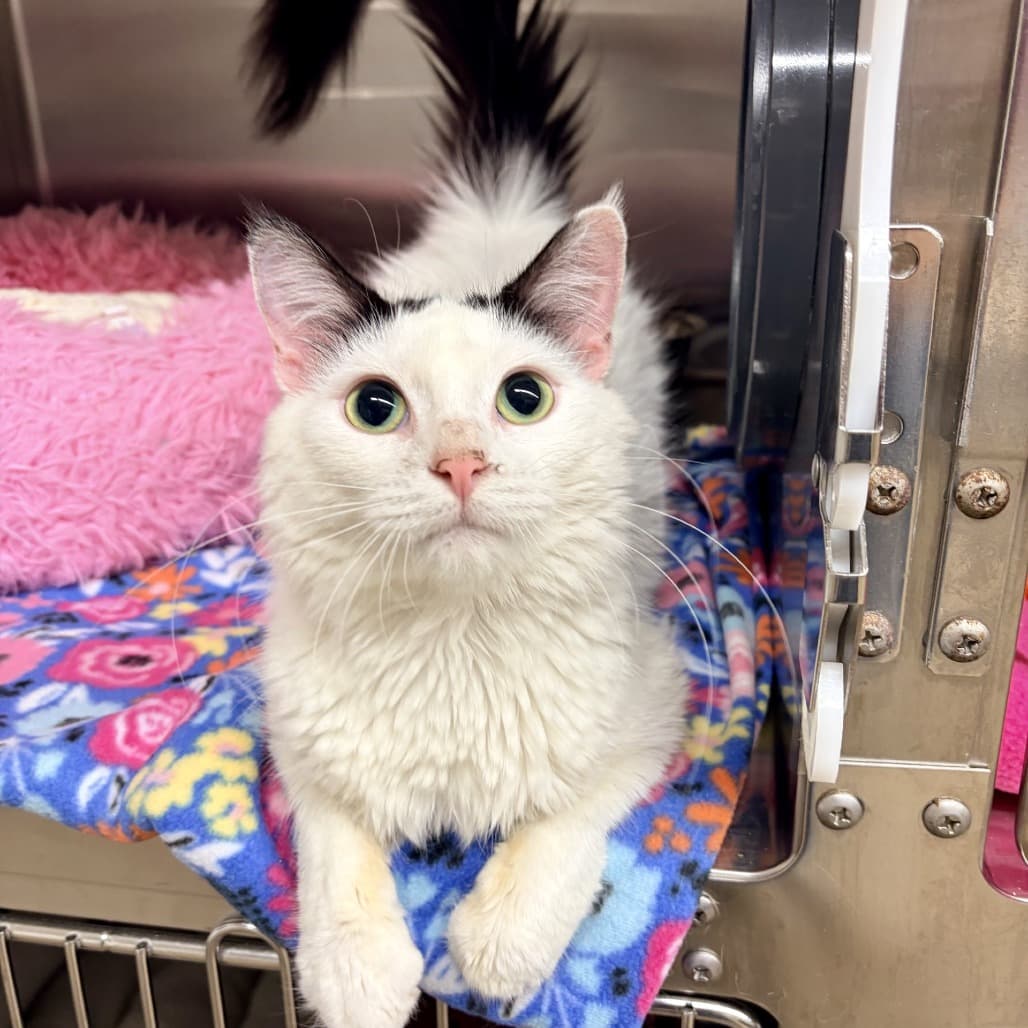 Gretta - Domestic Longhair cat available for adoption at Moose Jaw Humane Society in Moose Jaw