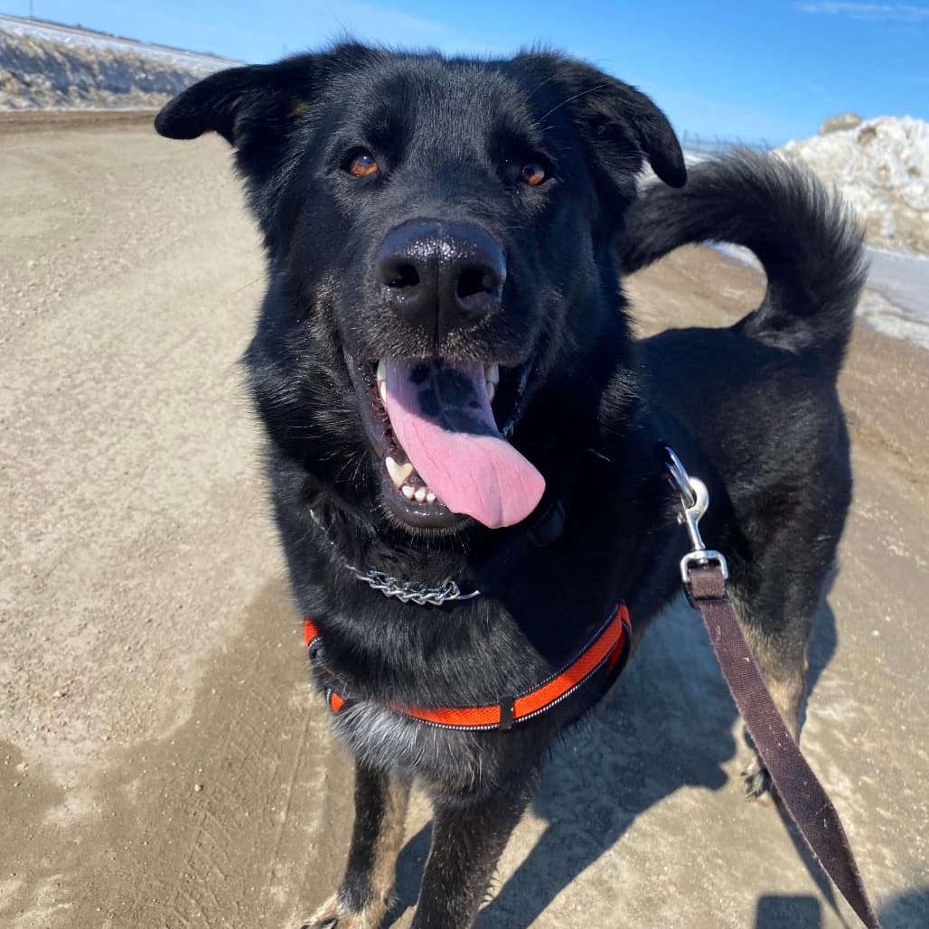 Thor - Mastiff / Husky available for adoption