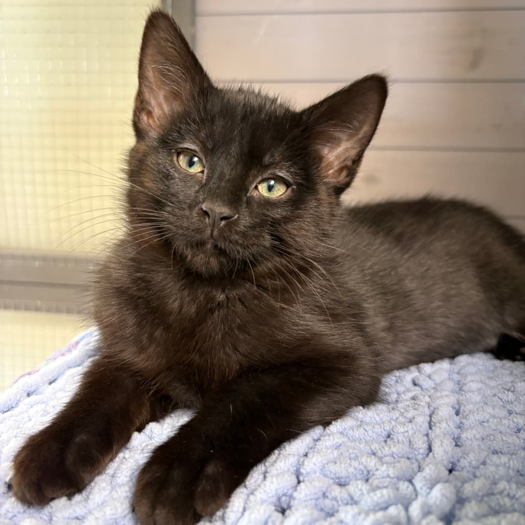 Binx - Domestic Shorthair cat available for adoption at North East SPCA in Melfort