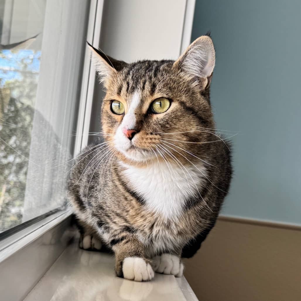 Falcon - Domestic Shorthair available for adoption