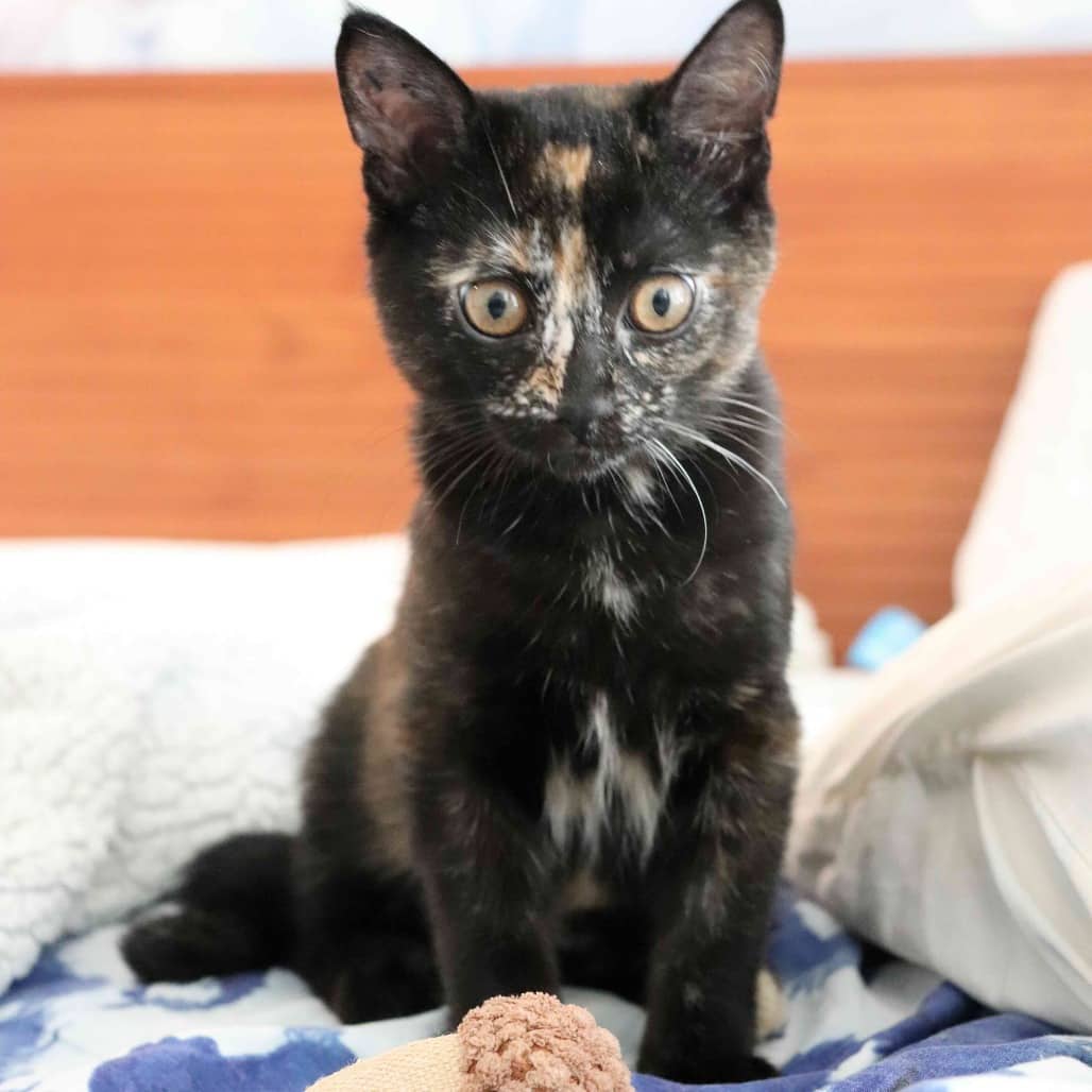 Tortellini - Domestic Shorthair available for adoption
