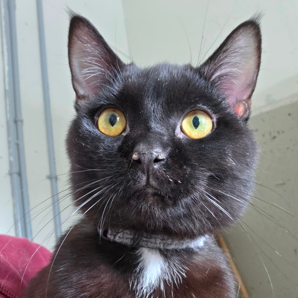 Honey Comb - Domestic Shorthair cat available for adoption in Calgary