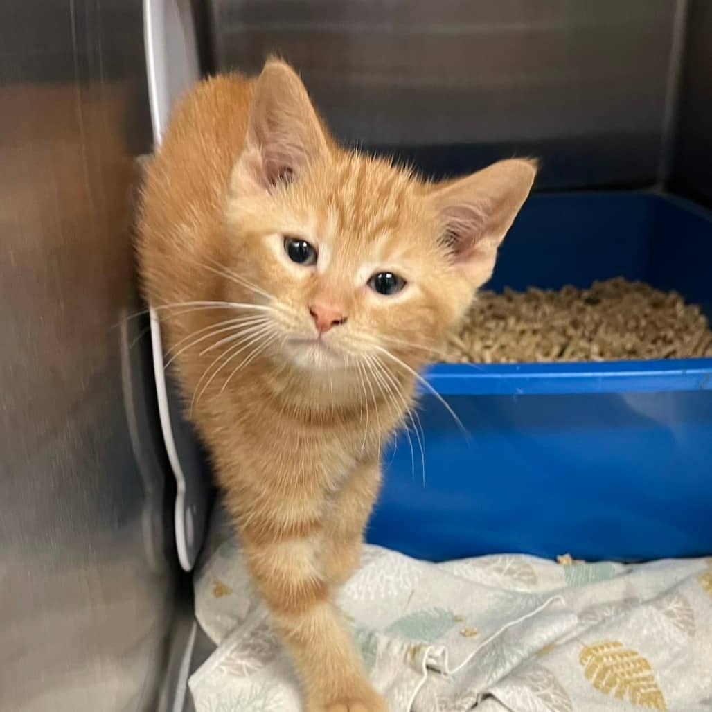 Nugget - Domestic Shorthair available for adoption