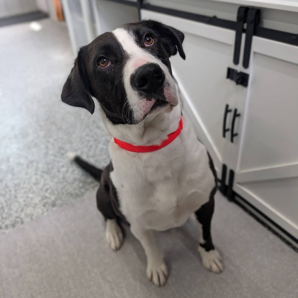 Theodore - TERRIER, AMERICAN STAFFORDSHIRE/MIX available for adoption