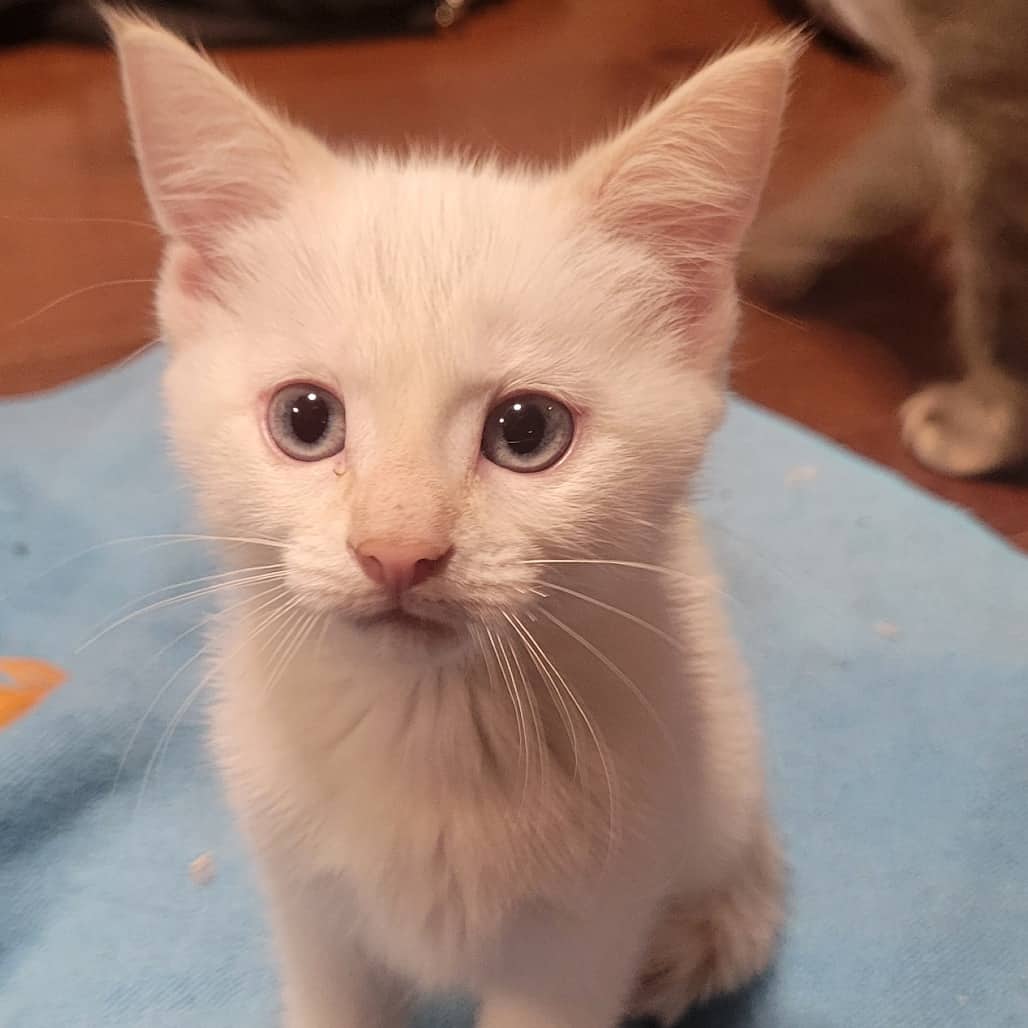 Kit - Domestic Medium Hair cat available for adoption at SCARS in Edmonton (1 of 6)