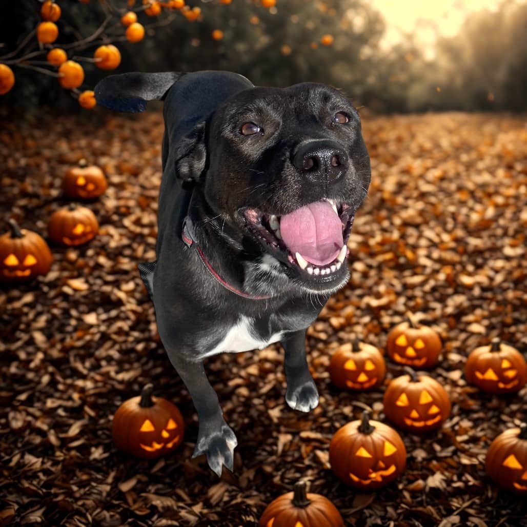 Dolly - Terrier, American Staffordshire available for adoption in Calgary