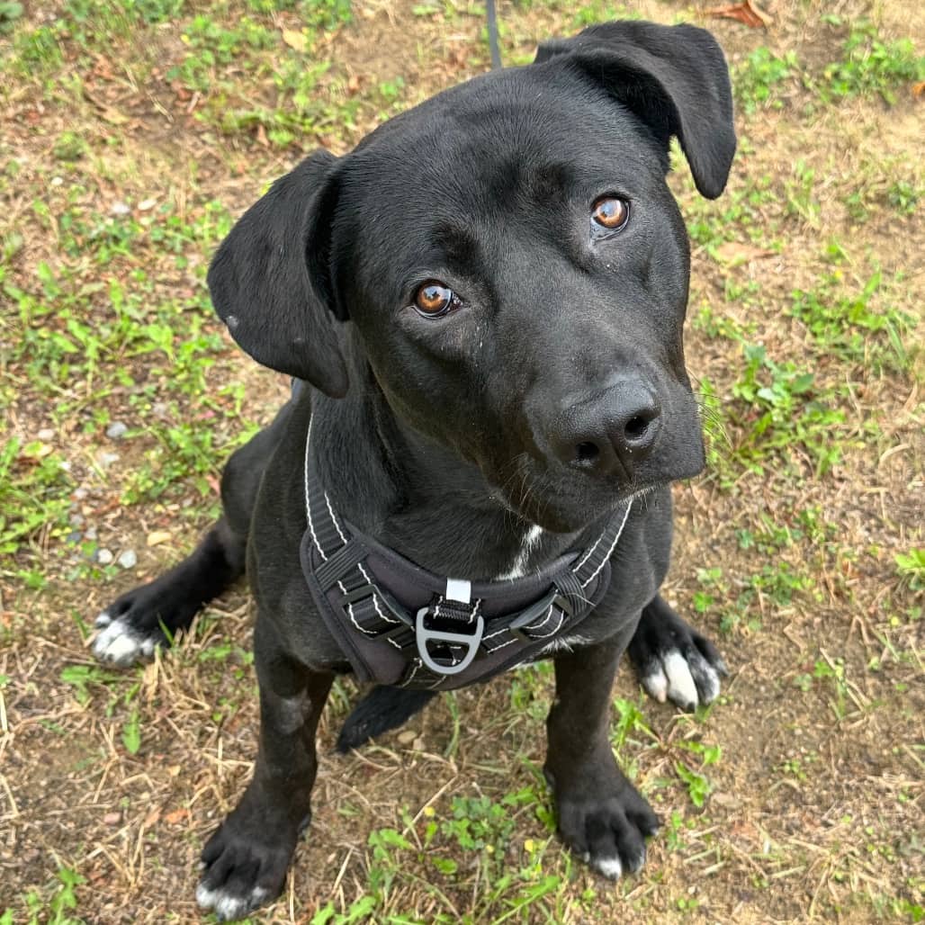 Ripley - Mixed Breed (Large) available for adoption in Saskatchewan