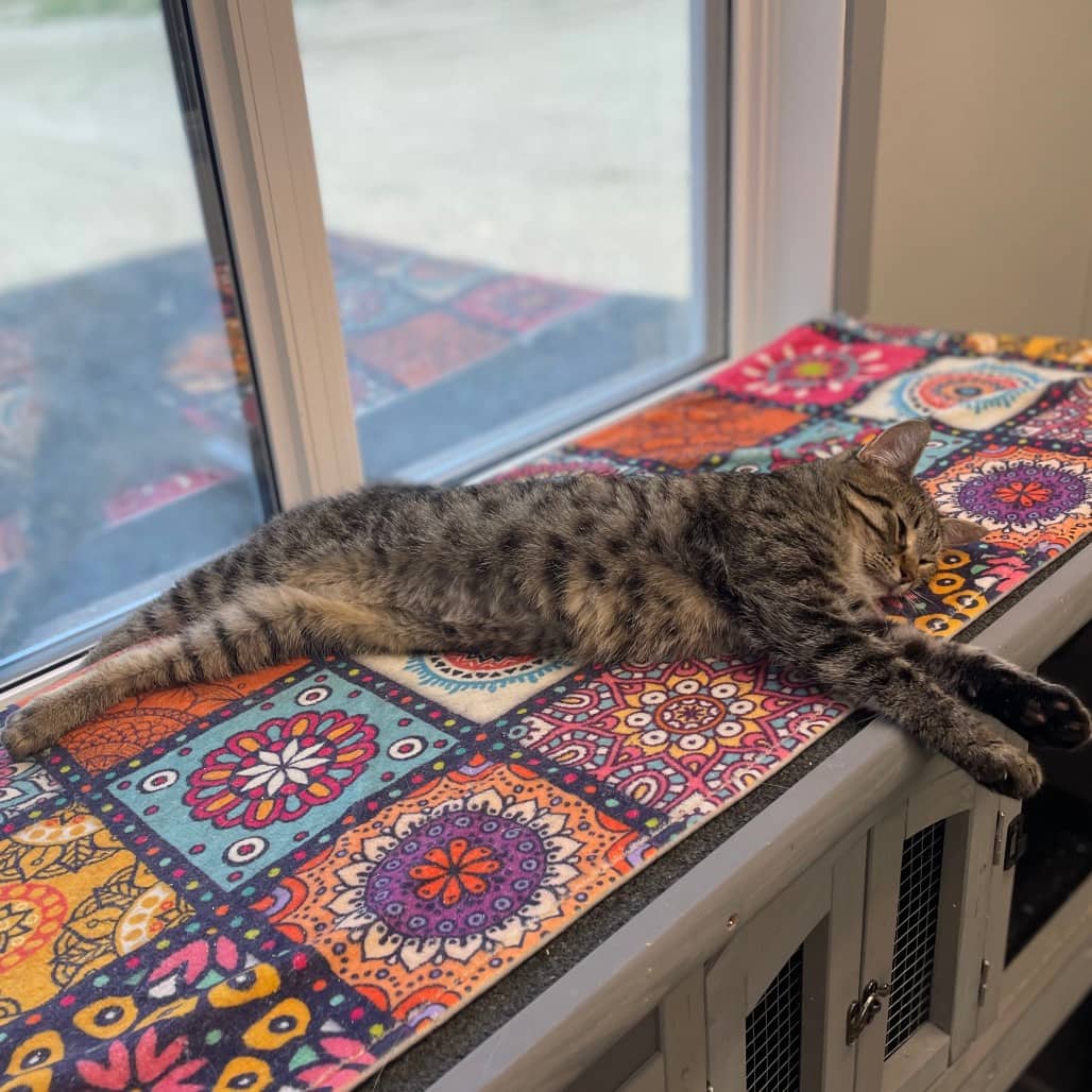 Jenny - Domestic Shorthair cat available for adoption at Battlefords Humane Society in North Battleford