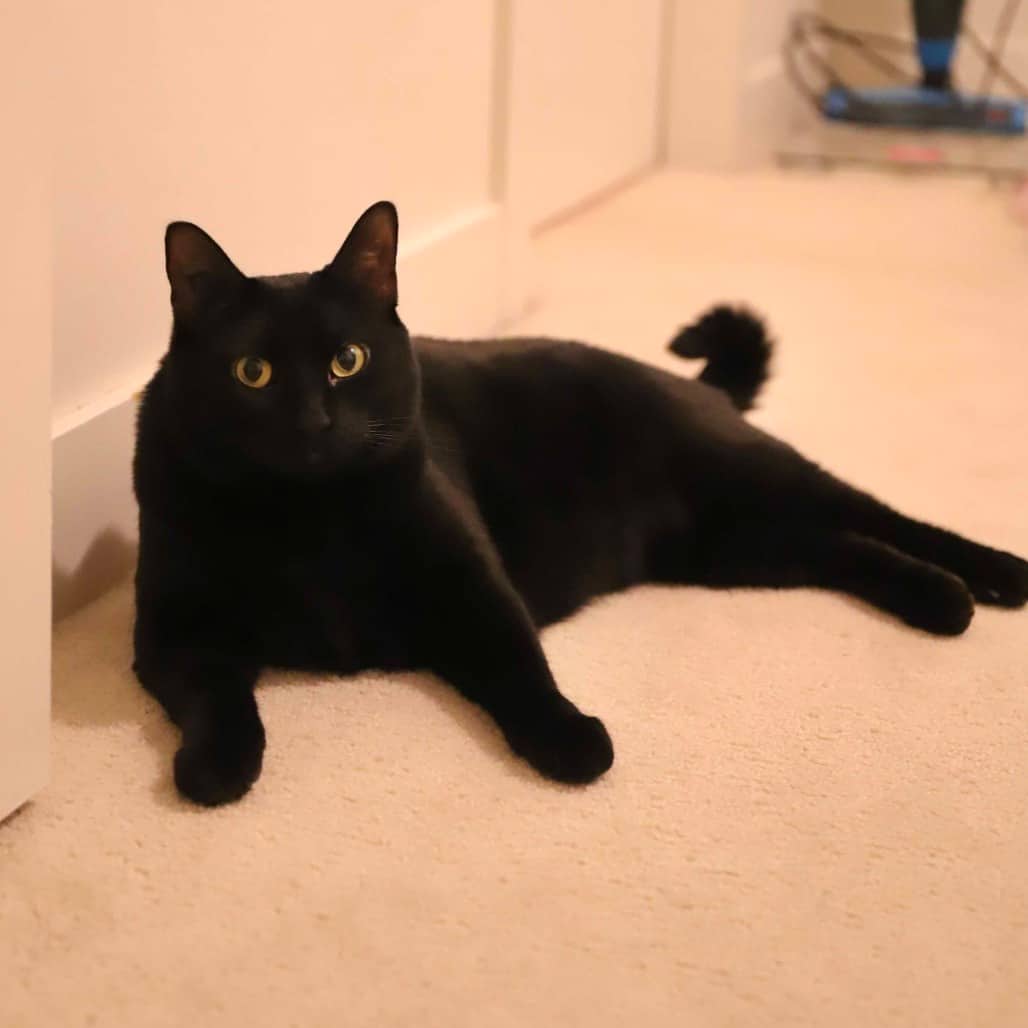 Siren - Domestic Shorthair cat available for adoption at Vancouver Orphan Kitten Rescue Association in Vancouver