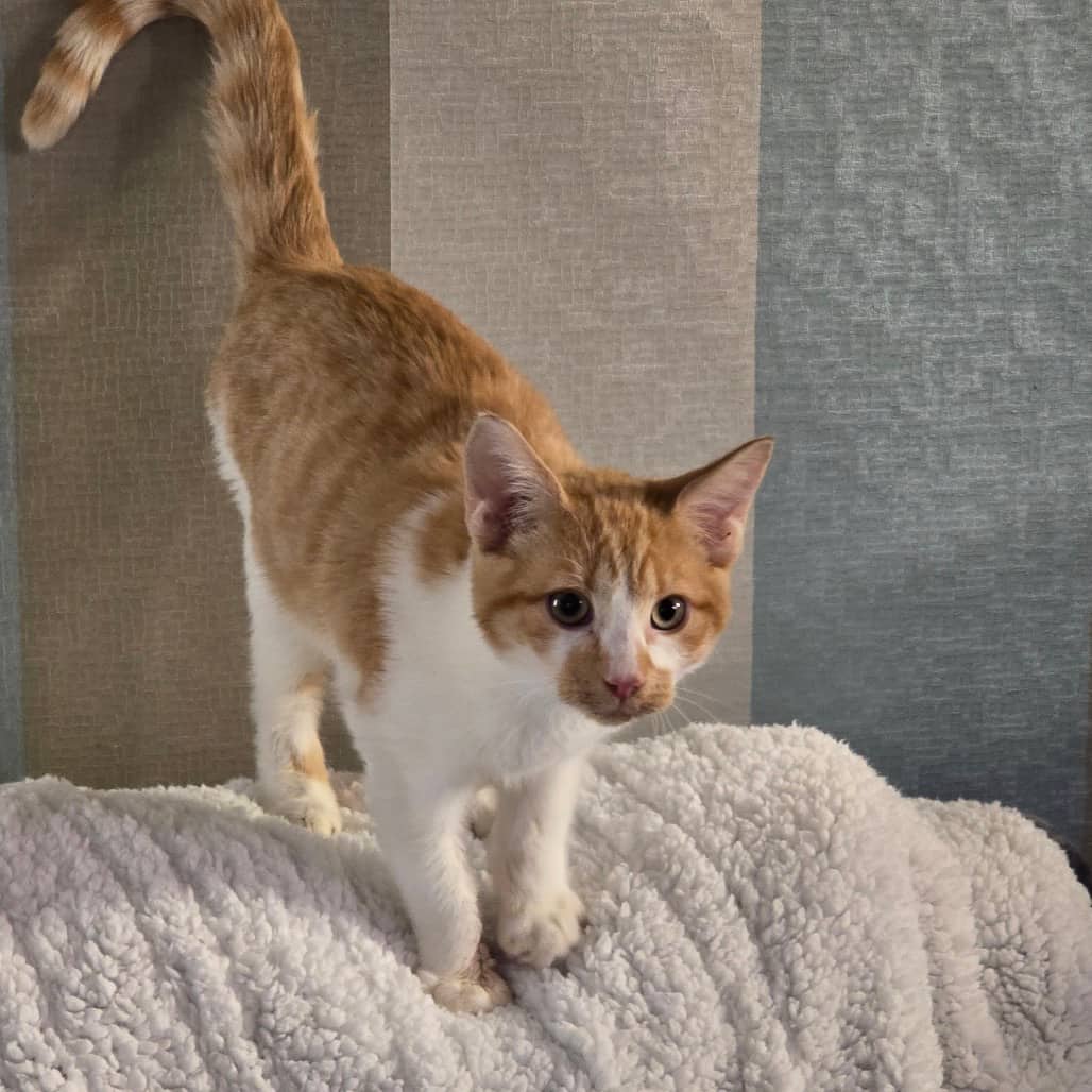 Deigh - Domestic Shorthair available for adoption
