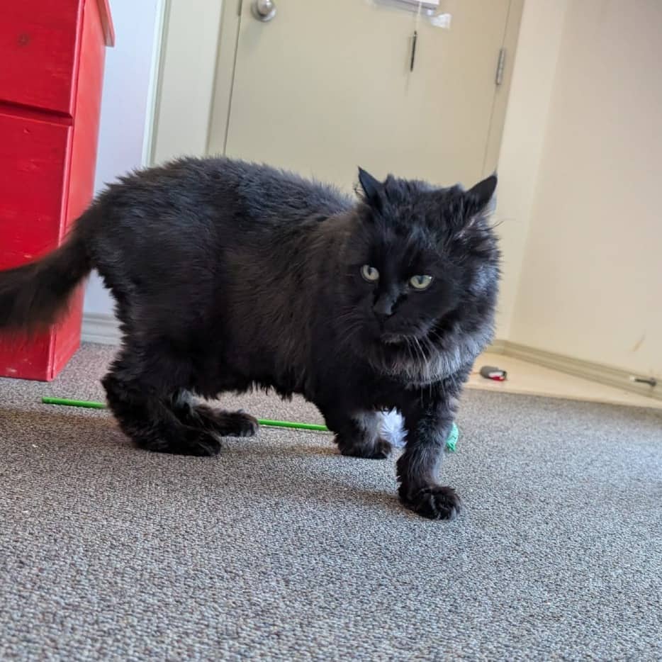 Phoebe - Domestic Medium Hair cat available for adoption at SCARS in Edmonton (1 of 4)