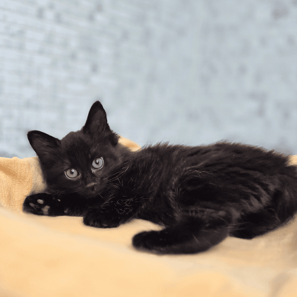 Hash - Domestic Shorthair cat available for adoption at Vancouver Orphan Kitten Rescue Association in Vancouver