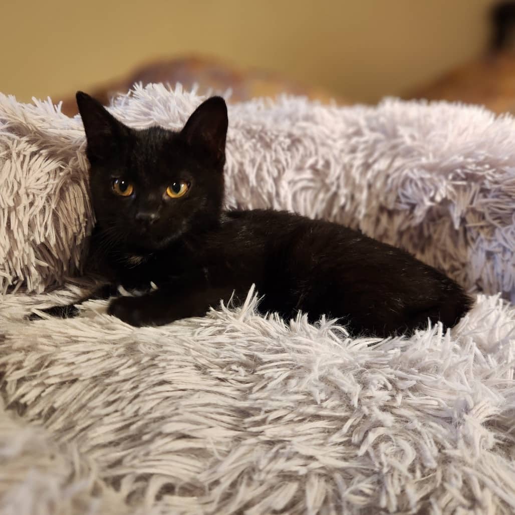 Mittens - Domestic Shorthair cat available for adoption at SCARS in Edmonton (1 of 6)