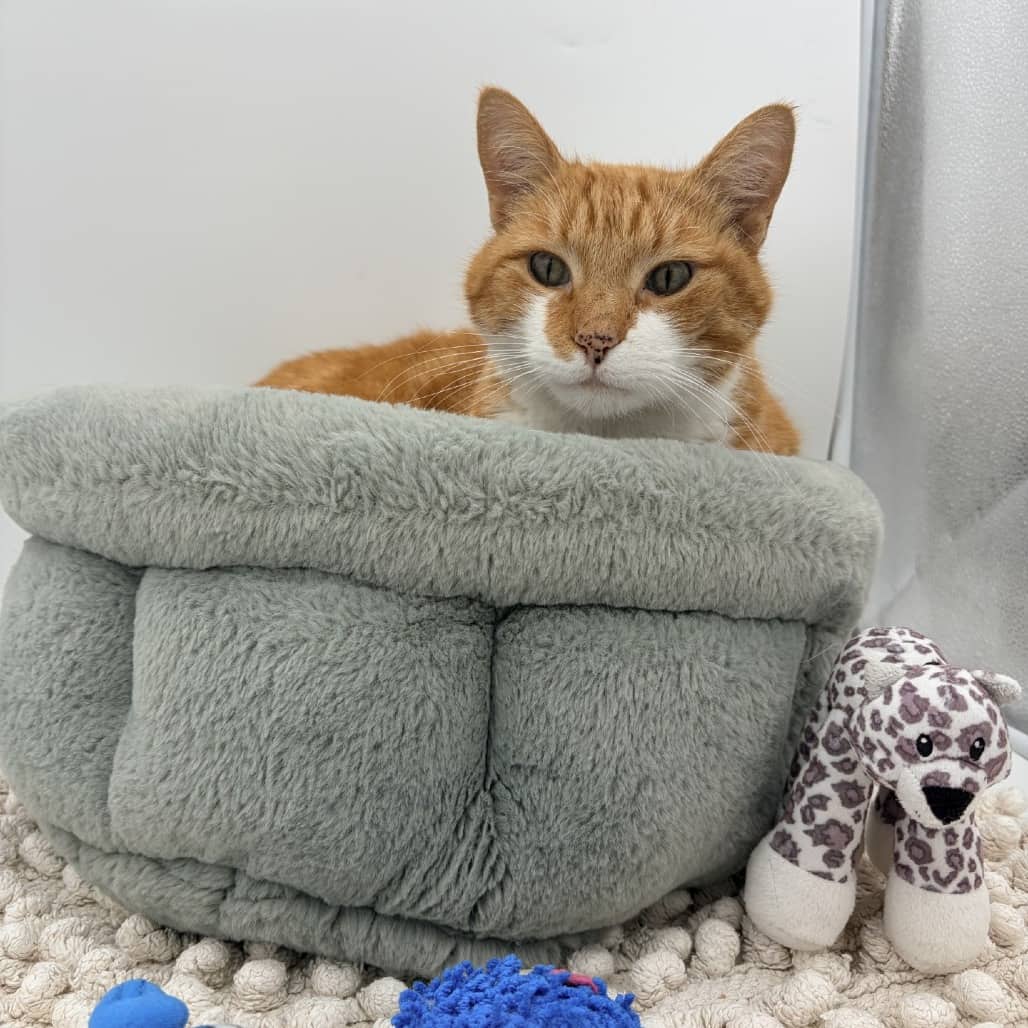 Oliver - Domestic Shorthair cat available for adoption at Moose Jaw Humane Society in Moose Jaw