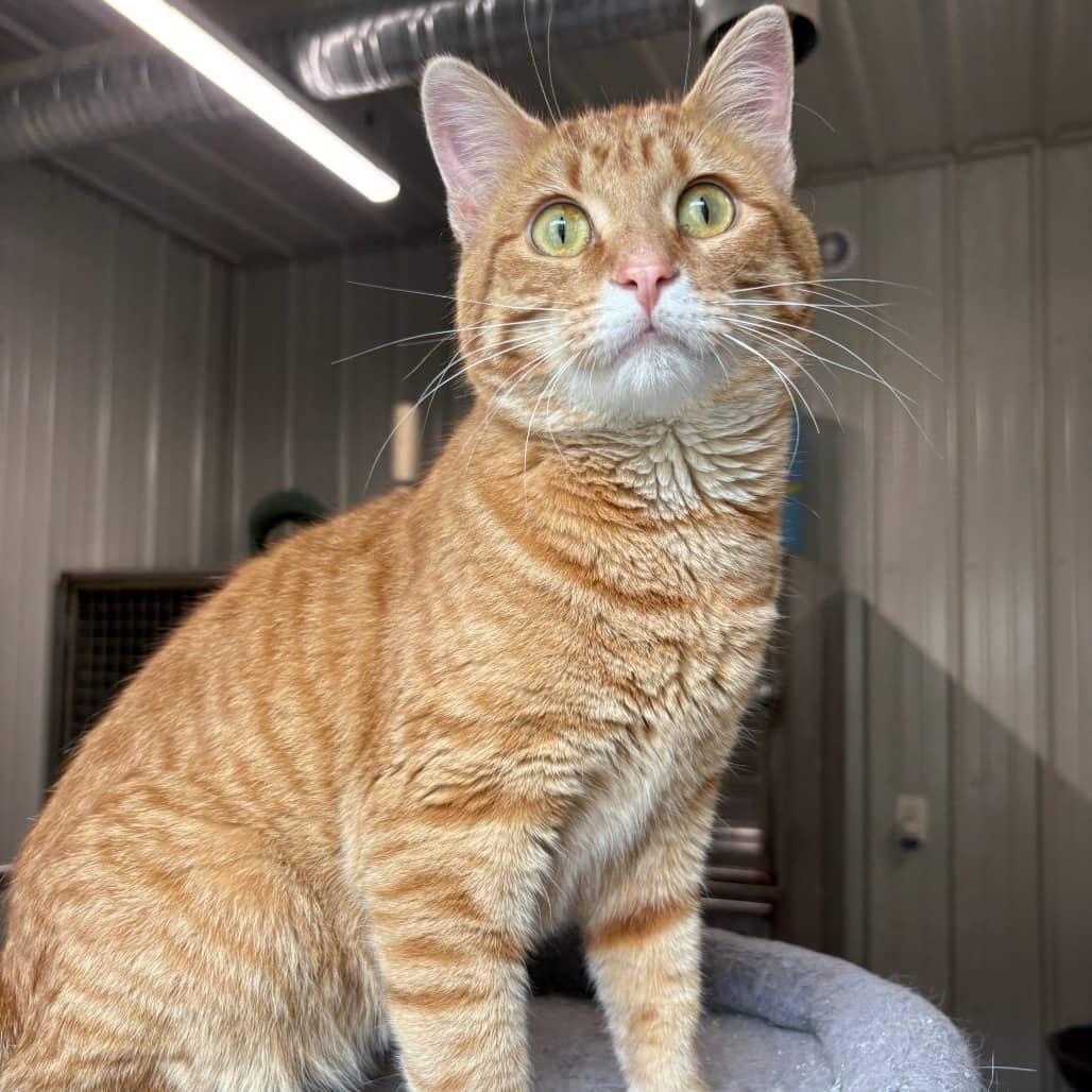 Mango - Domestic Shorthair cat available for adoption in Calgary