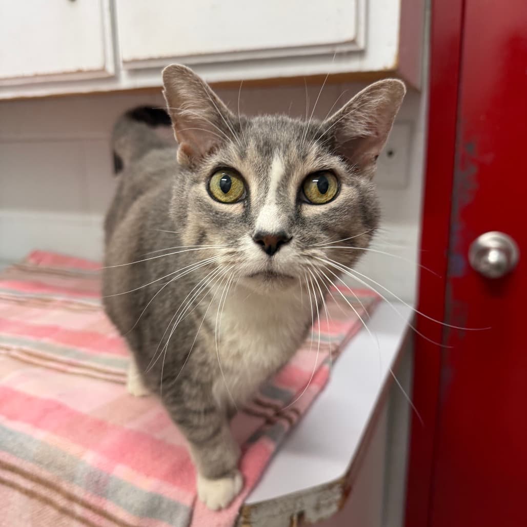 Mittens - Domestic Shorthair available for adoption