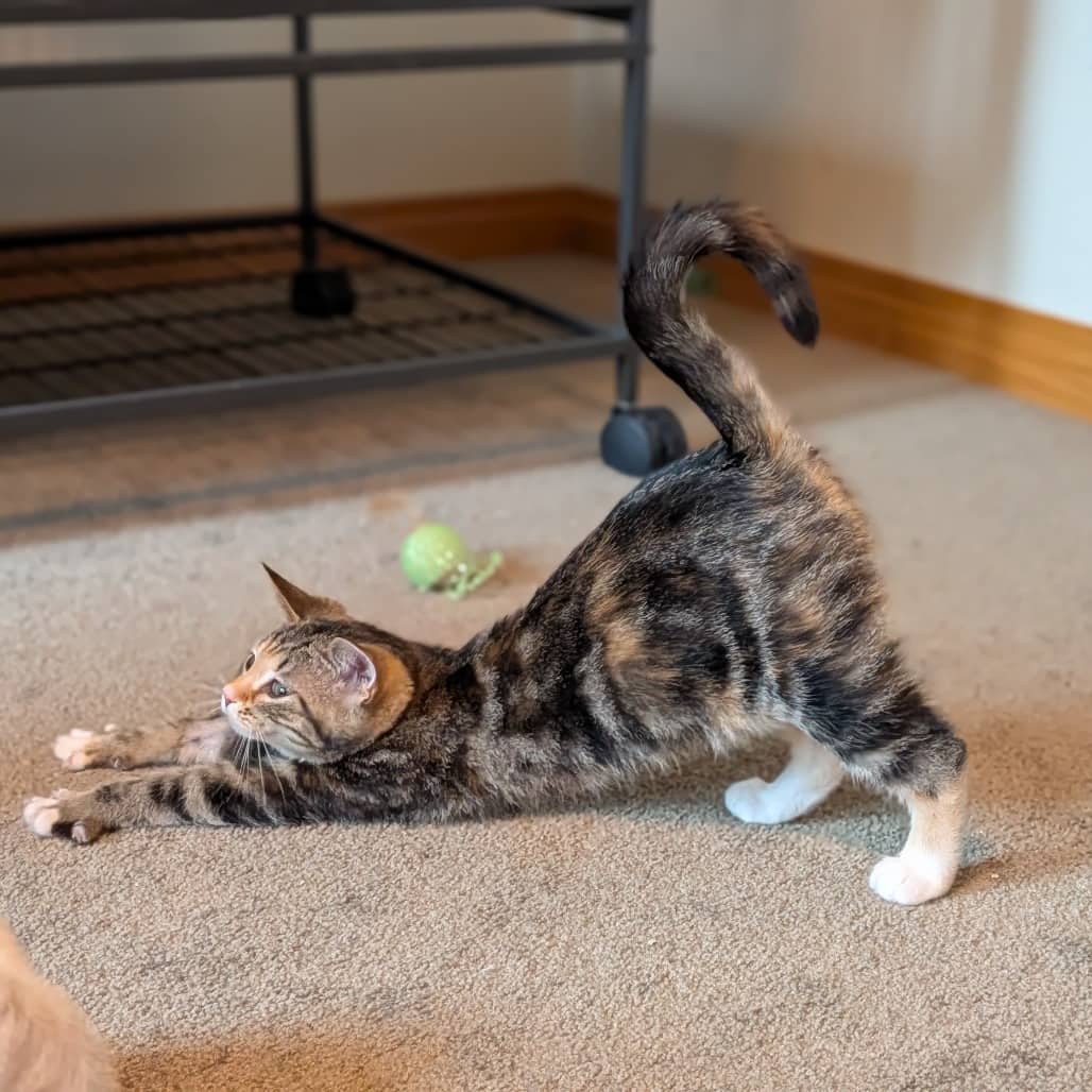Muffin (and Bingo) - Domestic Shorthair cat available for adoption at SCARS in Edmonton (1 of 6)