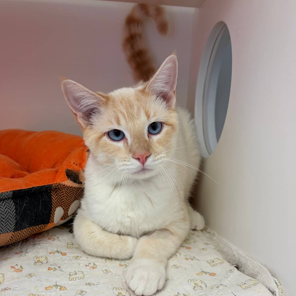 Frankie - Domestic Shorthair cat available for adoption at Border Paws Animal Shelter in Lloydminster