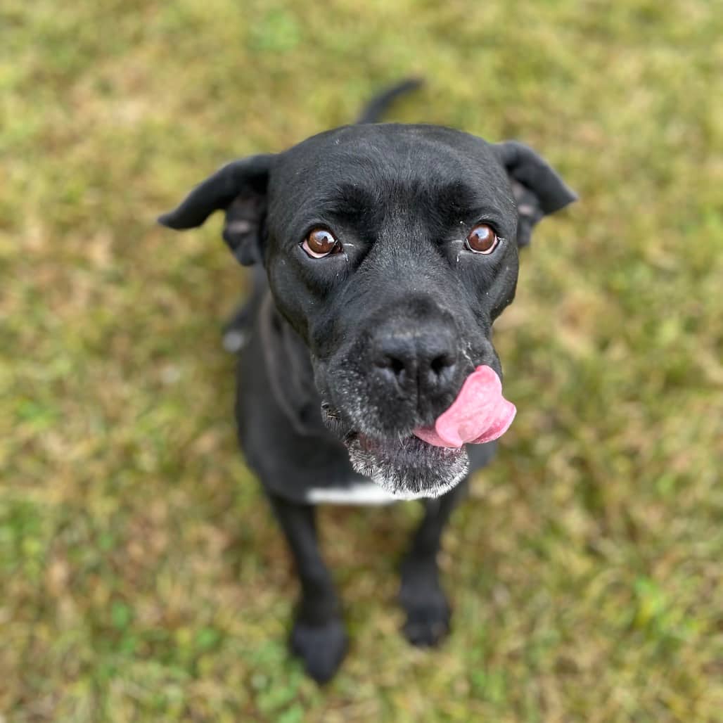 Dori - MASTIFF/MIX available for adoption in Alberta