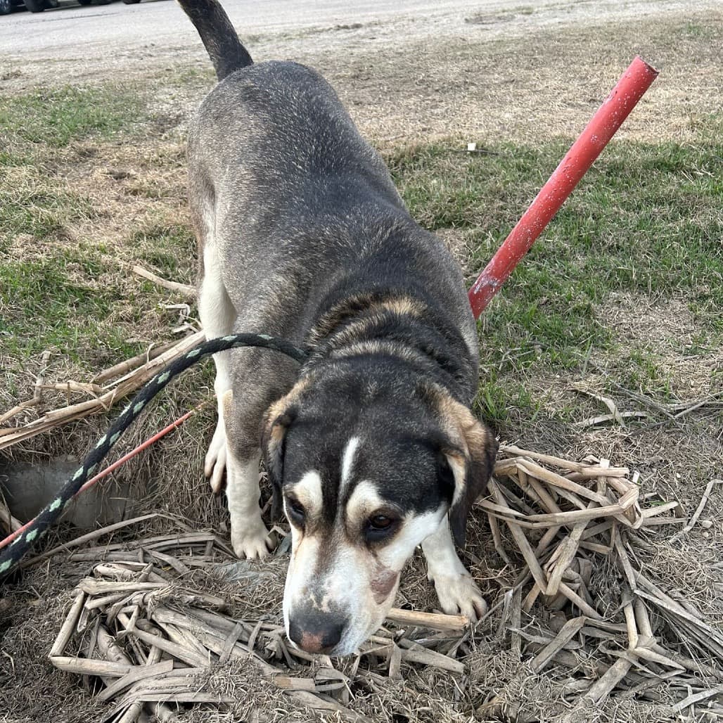 She-ra - HUSKY available for adoption in Calgary