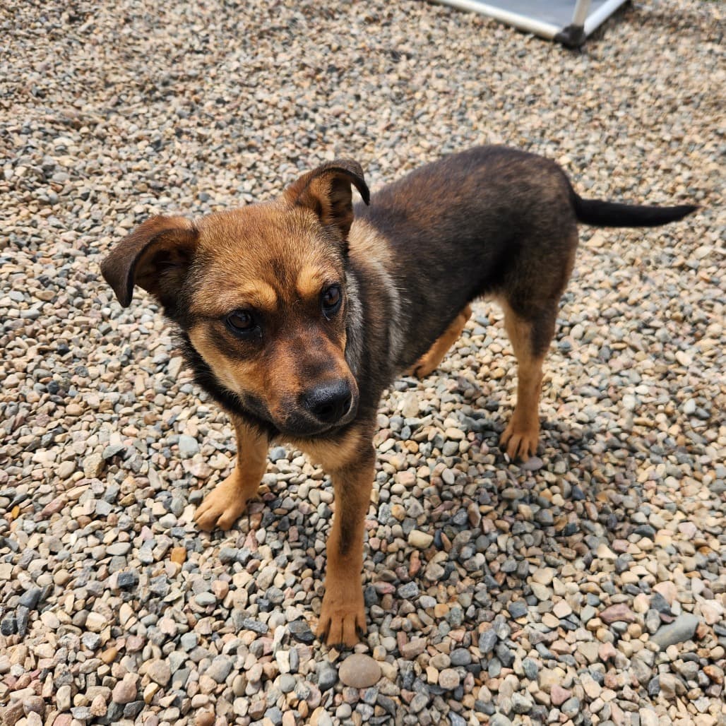 Juno - Shepherd, German available for adoption in Saskatchewan
