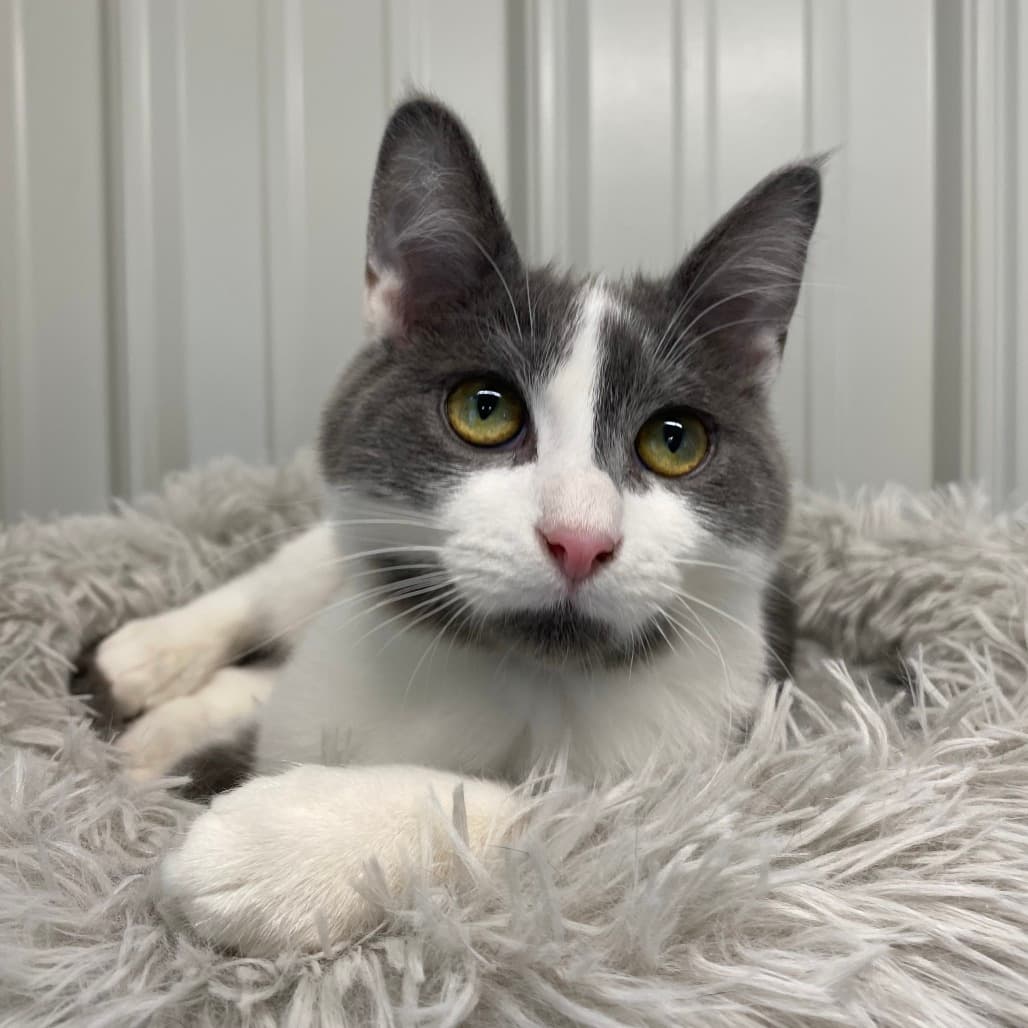 Squeak - Domestic Shorthair available for adoption