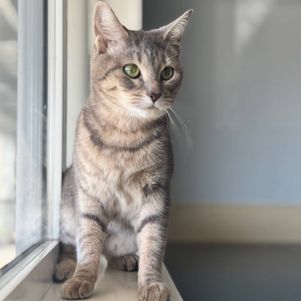 Somersault - Domestic Shorthair cat available for adoption at Prince Albert SPCA in Prince Albert