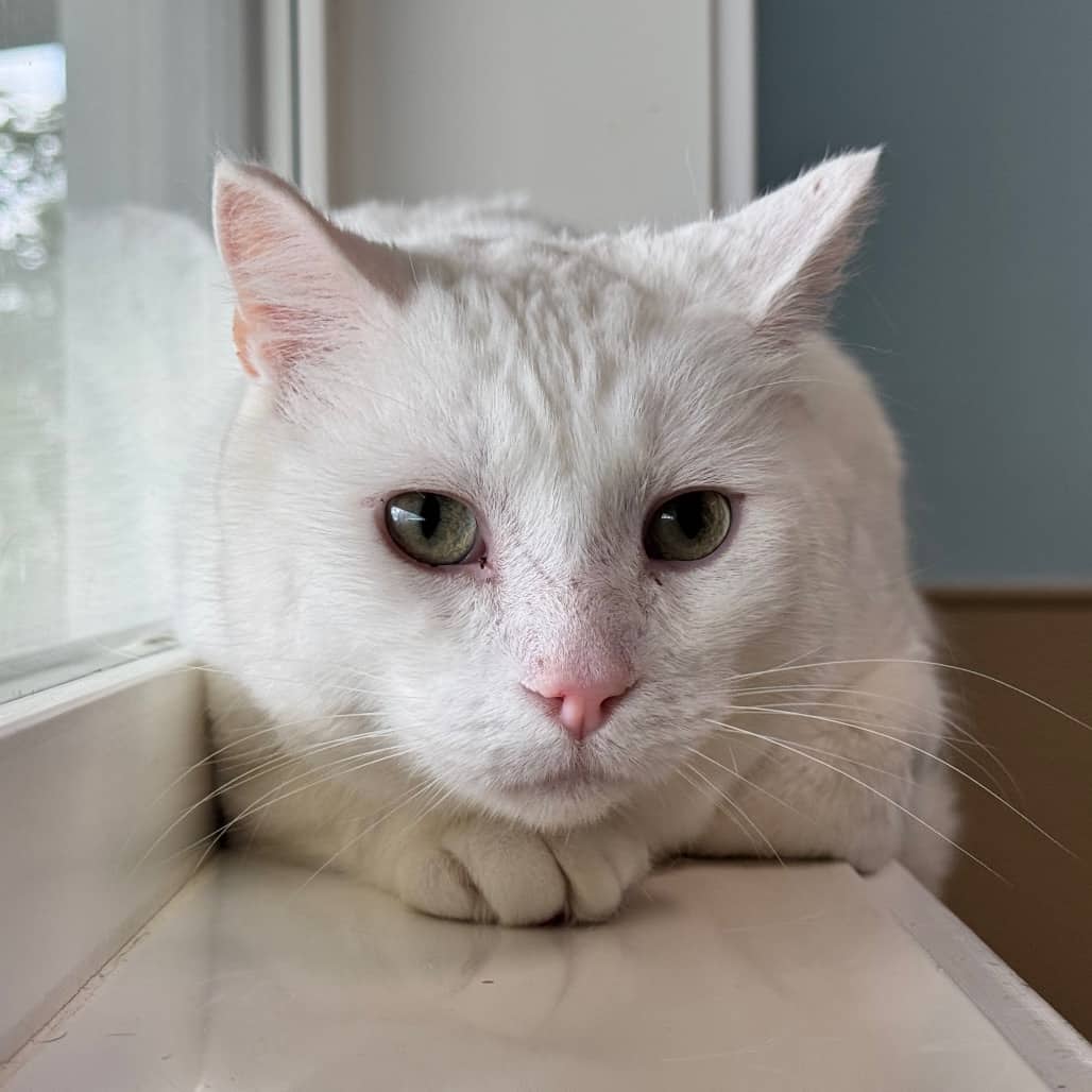 Beef - Domestic Shorthair cat available for adoption at Prince Albert SPCA in Prince Albert