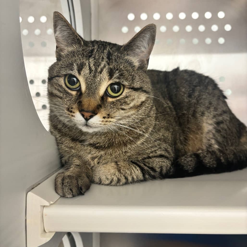 Moeeza - Domestic Shorthair cat available for adoption in Calgary