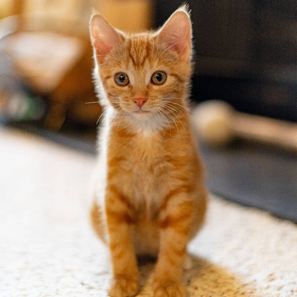 Wolfe - Domestic Shorthair cat available for adoption at Saskatoon SPCA in Saskatoon