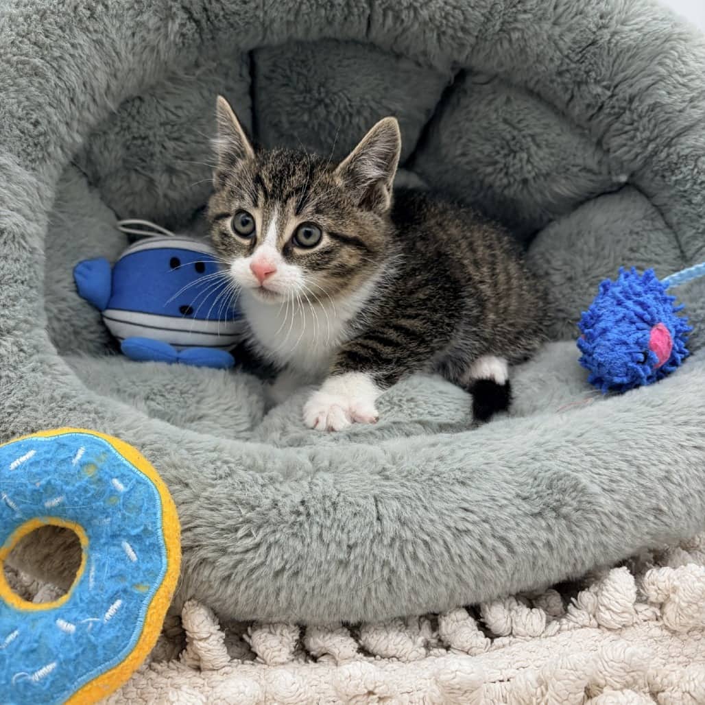 Rocky - Domestic Shorthair cat available for adoption at Moose Jaw Humane Society in Moose Jaw