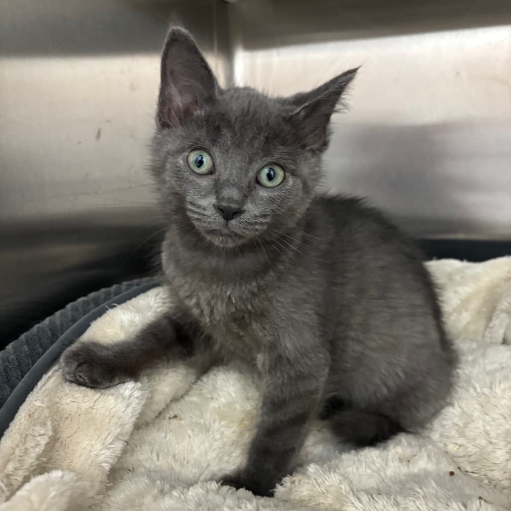 Wind - Domestic Shorthair available for adoption