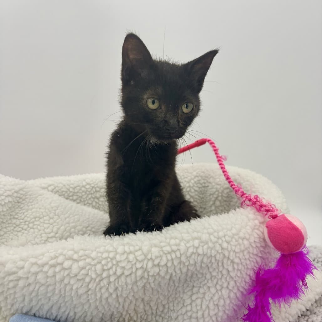 Penny - Domestic Shorthair cat available for adoption at Moose Jaw Humane Society in Moose Jaw