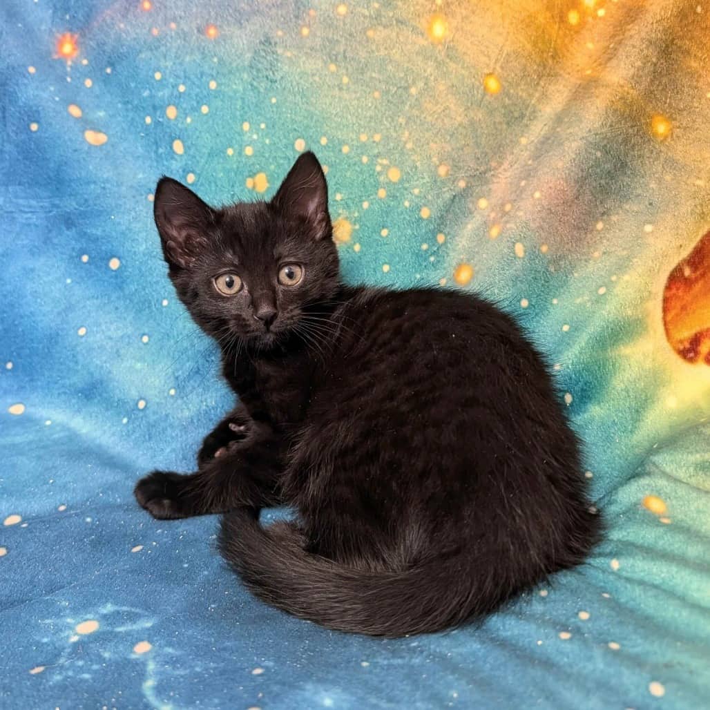 Nix - Domestic Shorthair available for adoption