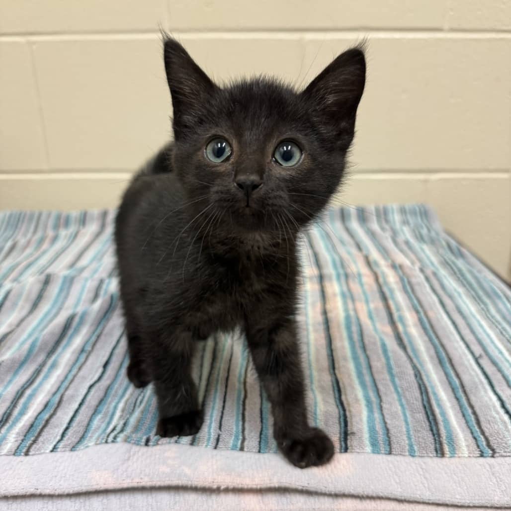 Quetzal - Domestic Shorthair available for adoption