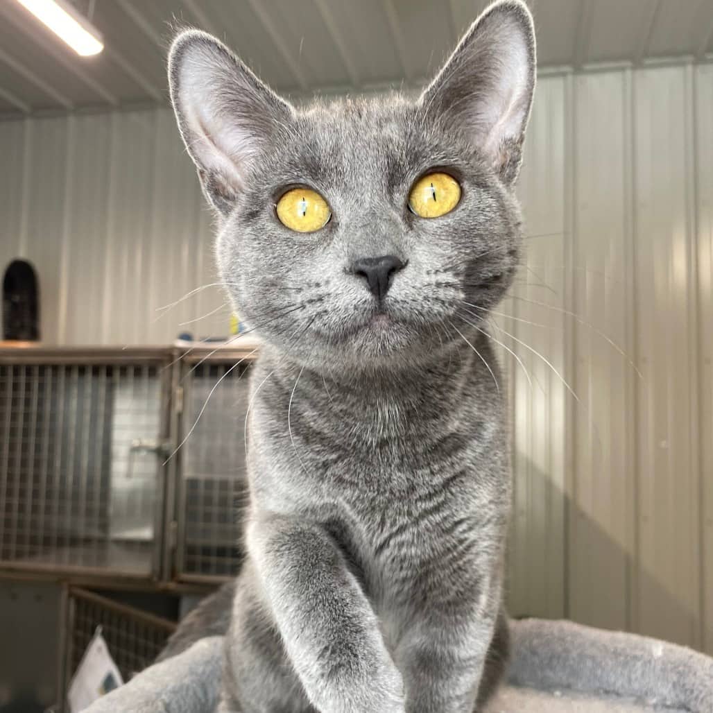 Lizzy - Domestic Shorthair / Domestic Shorthair cat available for adoption at North East SPCA in Melfort