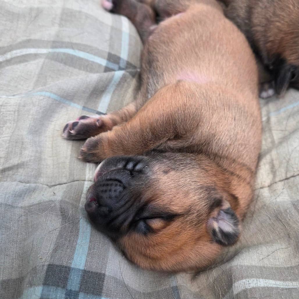 Forest - Newfoundland / Mixed Breed (Medium) available for adoption