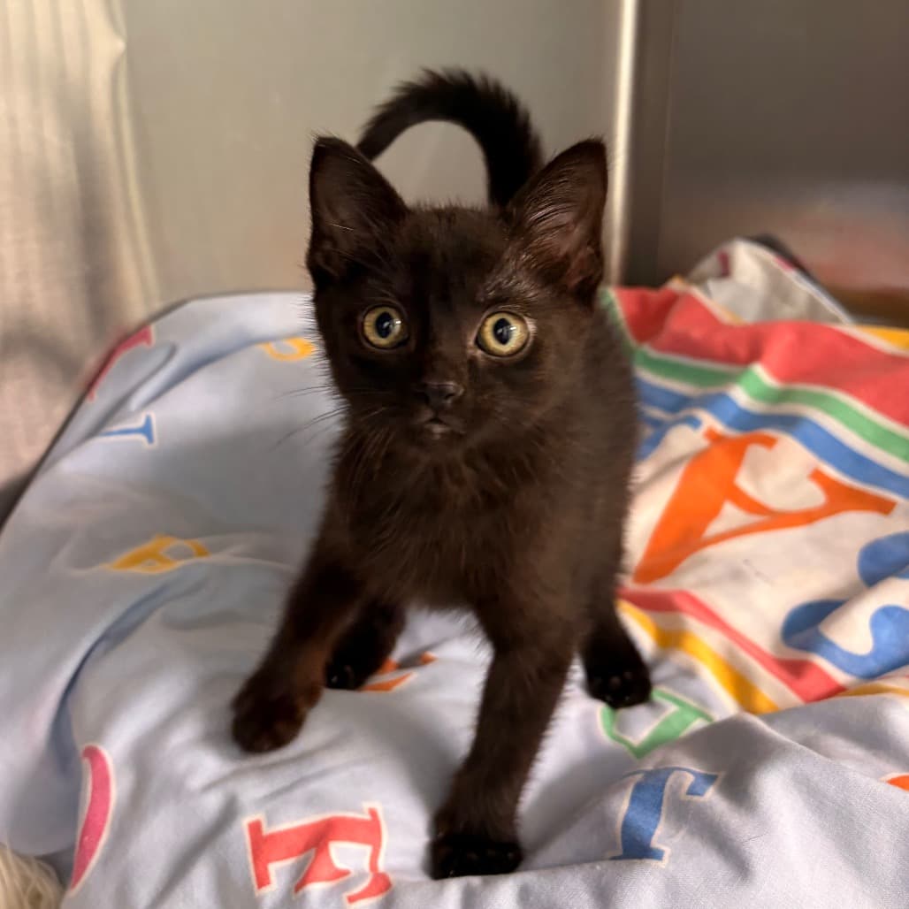 Ash - Domestic Shorthair cat available for adoption at Saskatoon SPCA in Saskatoon